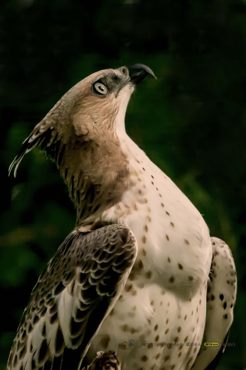 CRESTED HAWK EAGLE