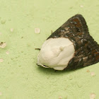 Tuft Moth