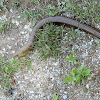 European legless lizard (Τυφλίτης)