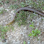 European legless lizard (Τυφλίτης)