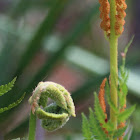 Cinnamon Fern