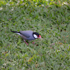 Java Sparrow