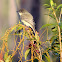 Eastern Phoebe