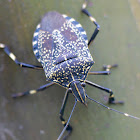 Yellow-spotted Stink Bug