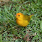 Saffron Finch