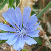 Common chicory