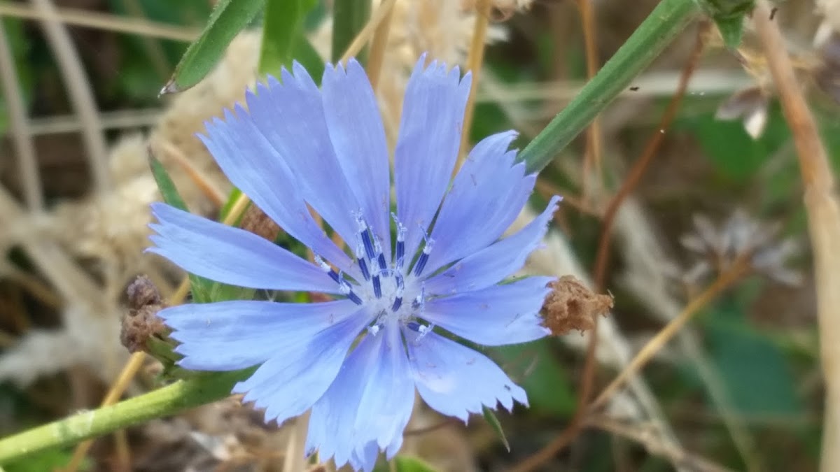 Common chicory