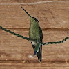 Magnificent Hummingbird (female)