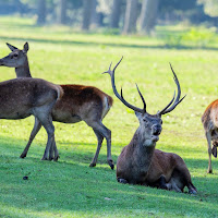 Il Re del bosco con il suo Harem di Bitop62