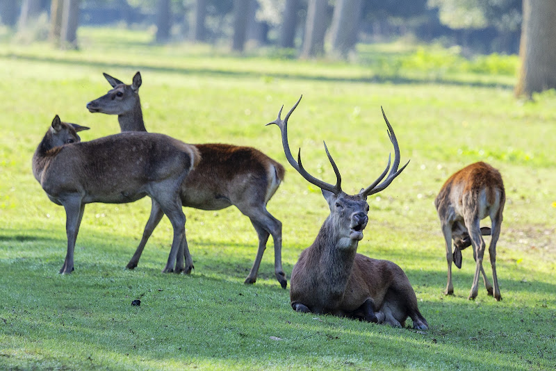 Il Re del bosco con il suo Harem di Bitop62