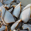 Pelagic or Smooth Gooseneck barnacle