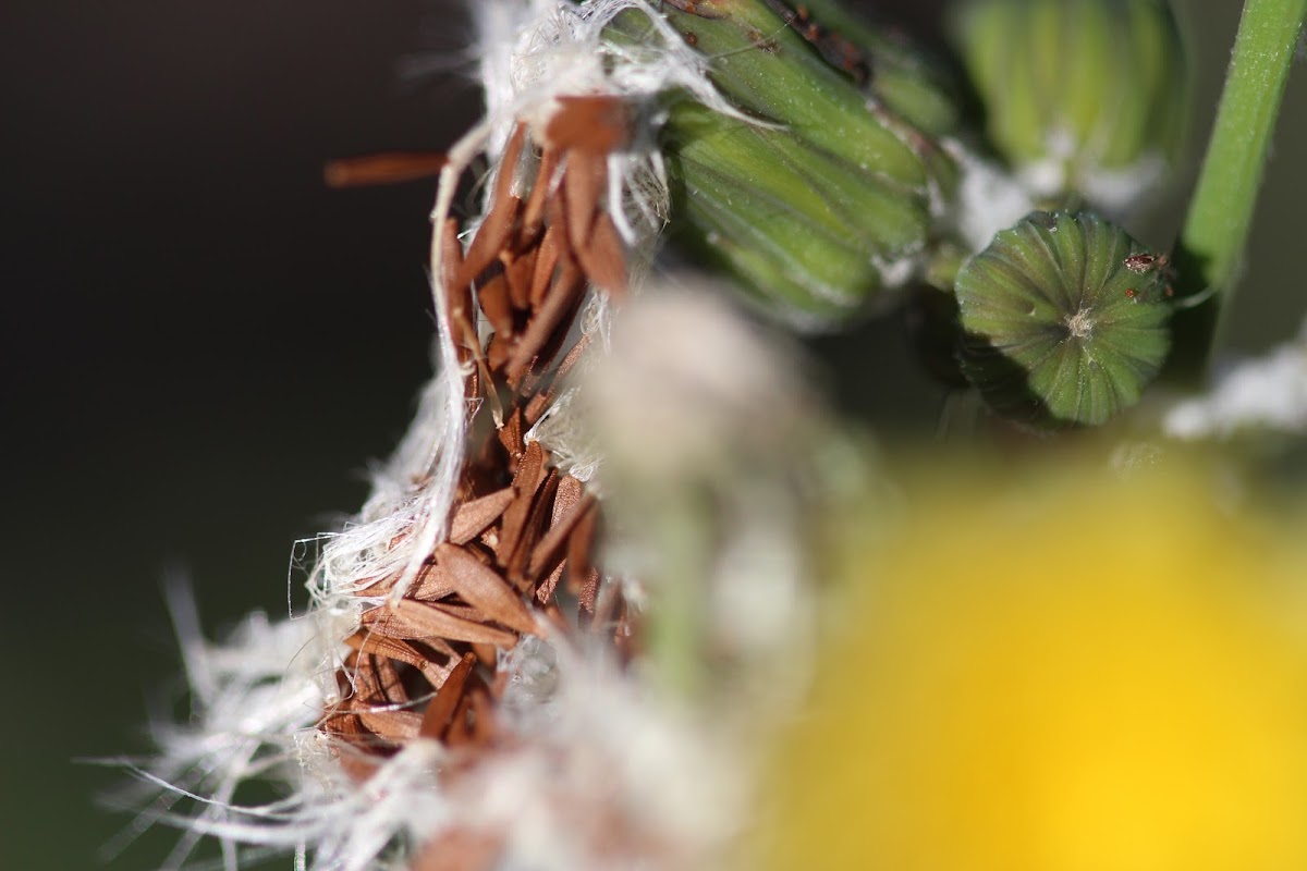 Annual Sowthistle