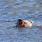 Eurasian Widgeon