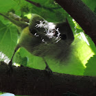 Black-crested Titmouse