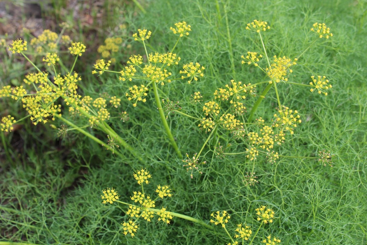 Smooth desert parsley