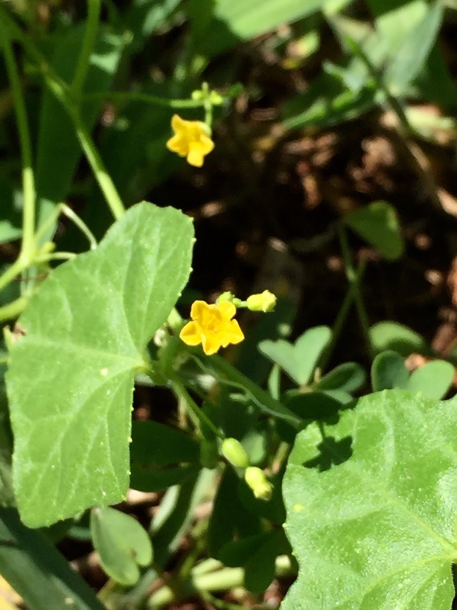 Creeping Cucumber