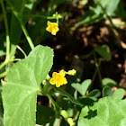 Creeping Cucumber