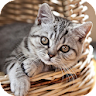 Kitten Wallpaper 2023 icon