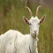 Item logo image for goat wallpaper