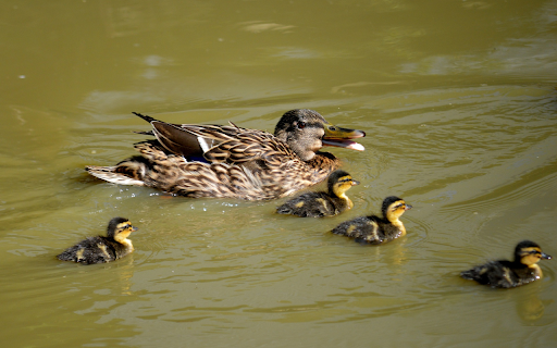Flock of Brown Ducks screenshot 1