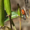 Small Milkweed bug