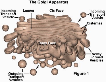 golgi1.jpg