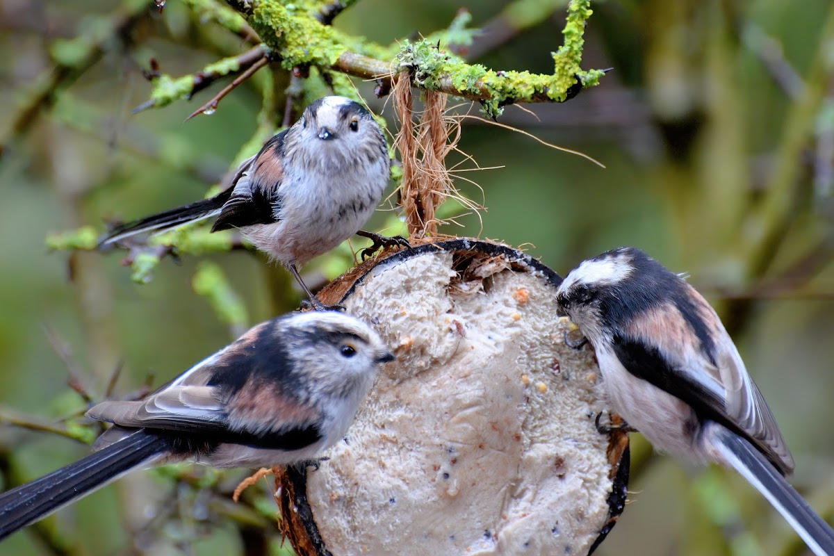 Long Tailed Tit