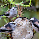 Long Tailed Tit