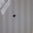 Multicolored Asian Lady Beetle