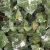 English Ivy