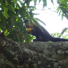 White-faced capuchin