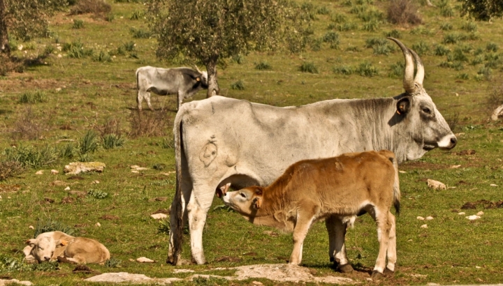 L'ora della pappa e del sonnellino.. di dady2