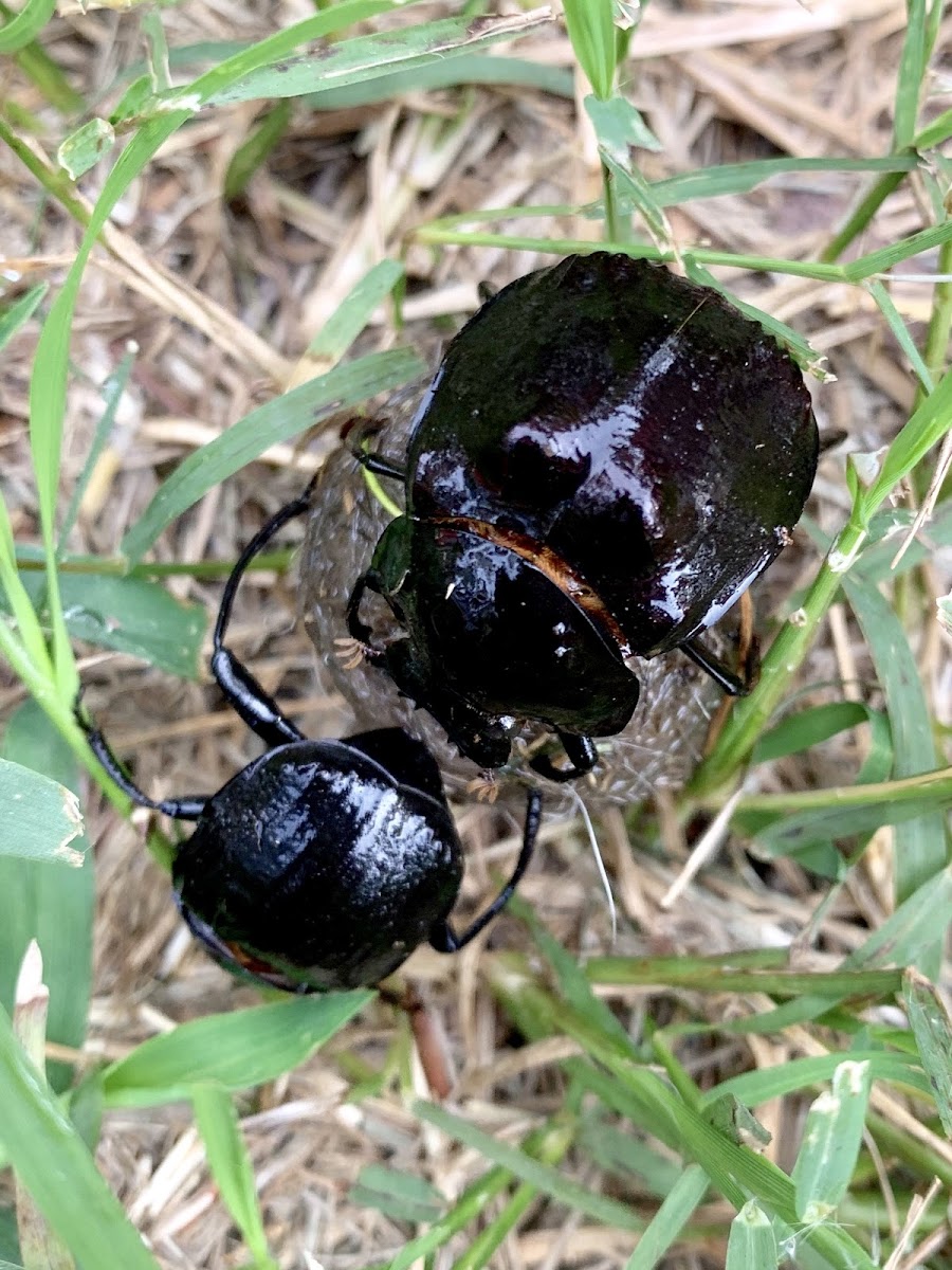 Humpback Dung Beetle