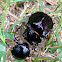 Humpback Dung Beetle