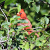 Northern Cardinal (Male)