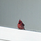 Northern Cardinal