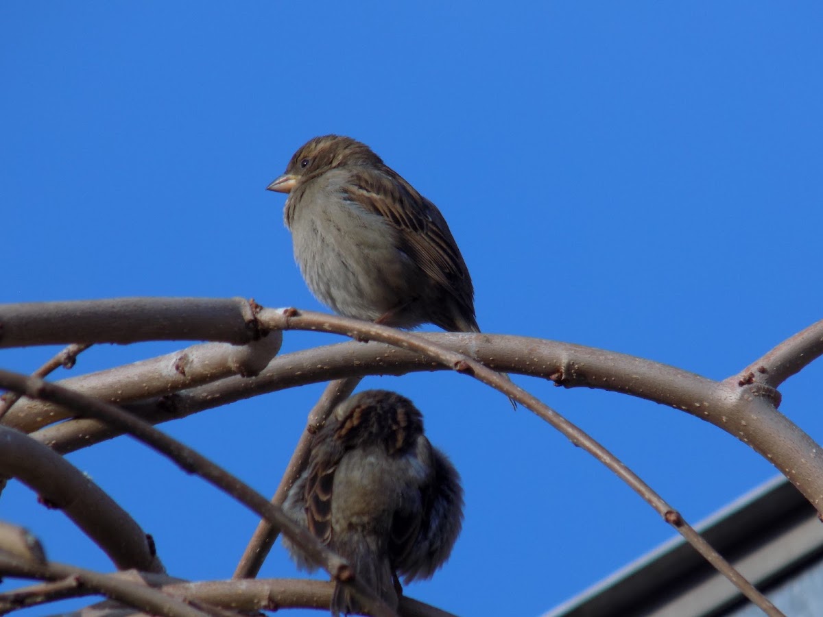 The house sparrow