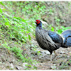 Kalij Pheasant