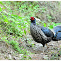 Kalij Pheasant