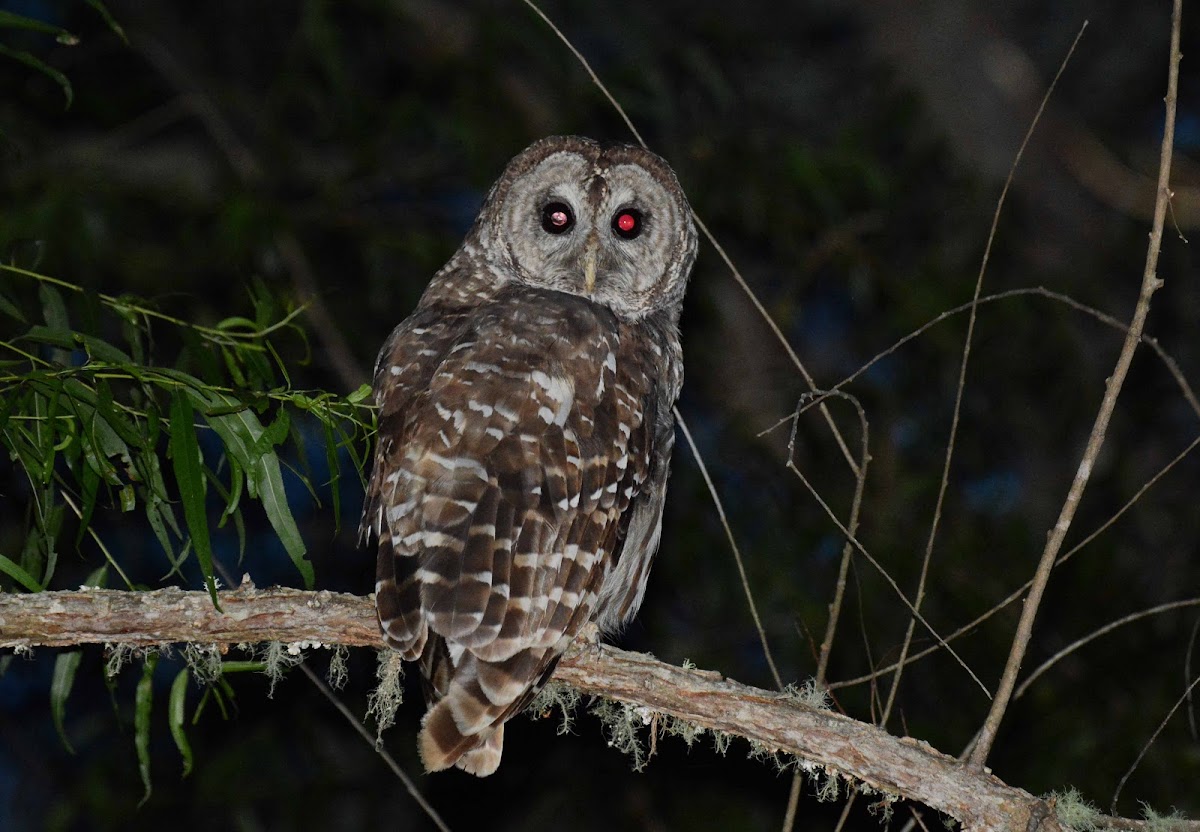 Barred Owl