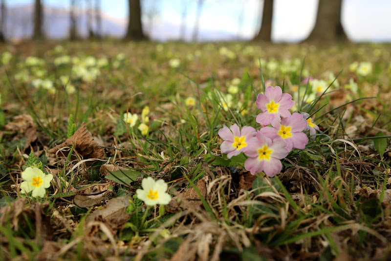 primula anticonformista di ZenoR