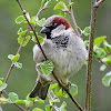 House Sparrow