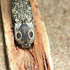 Eyed Click Beetle