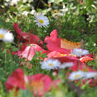 Un prato di fiori!  di 