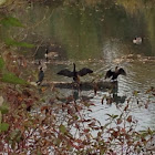 Double-crested cormorant