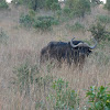 Cape Buffalo