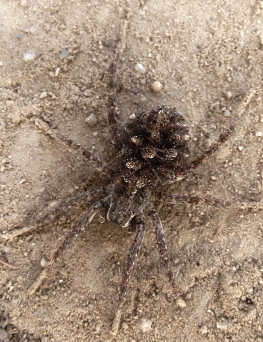 Wolf Spider with babies