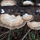 Trametes Cubensis