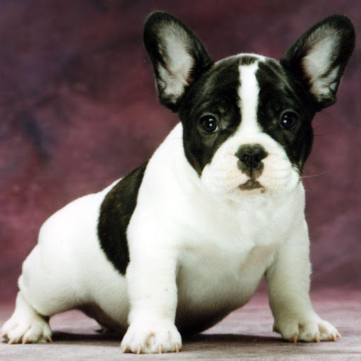 French Bulldog Live Wallpaper