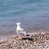 European herring gull